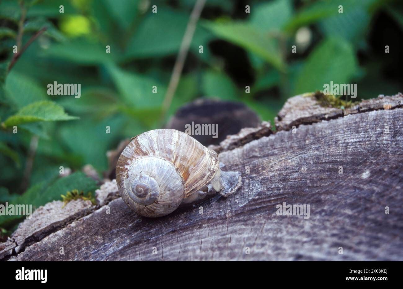 Helix pomatia. Römische Schnecke Stockfoto