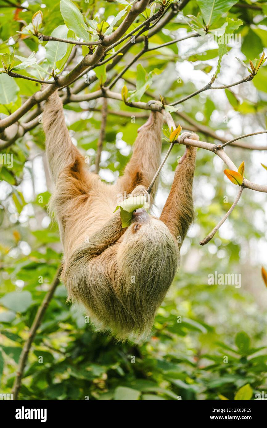 Ein braunhaltiges Faultier mit drei Zehen hängt friedlich kopfüber an einem Baumzweig in den üppigen Wäldern Costa Ricas und knabbert an grünen Blättern. Stockfoto