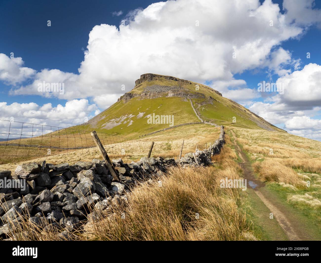 Wanderer auf Penyghent in den Yorkshire Dales an einem geschäftigen Osterwochenende, Großbritannien. Stockfoto