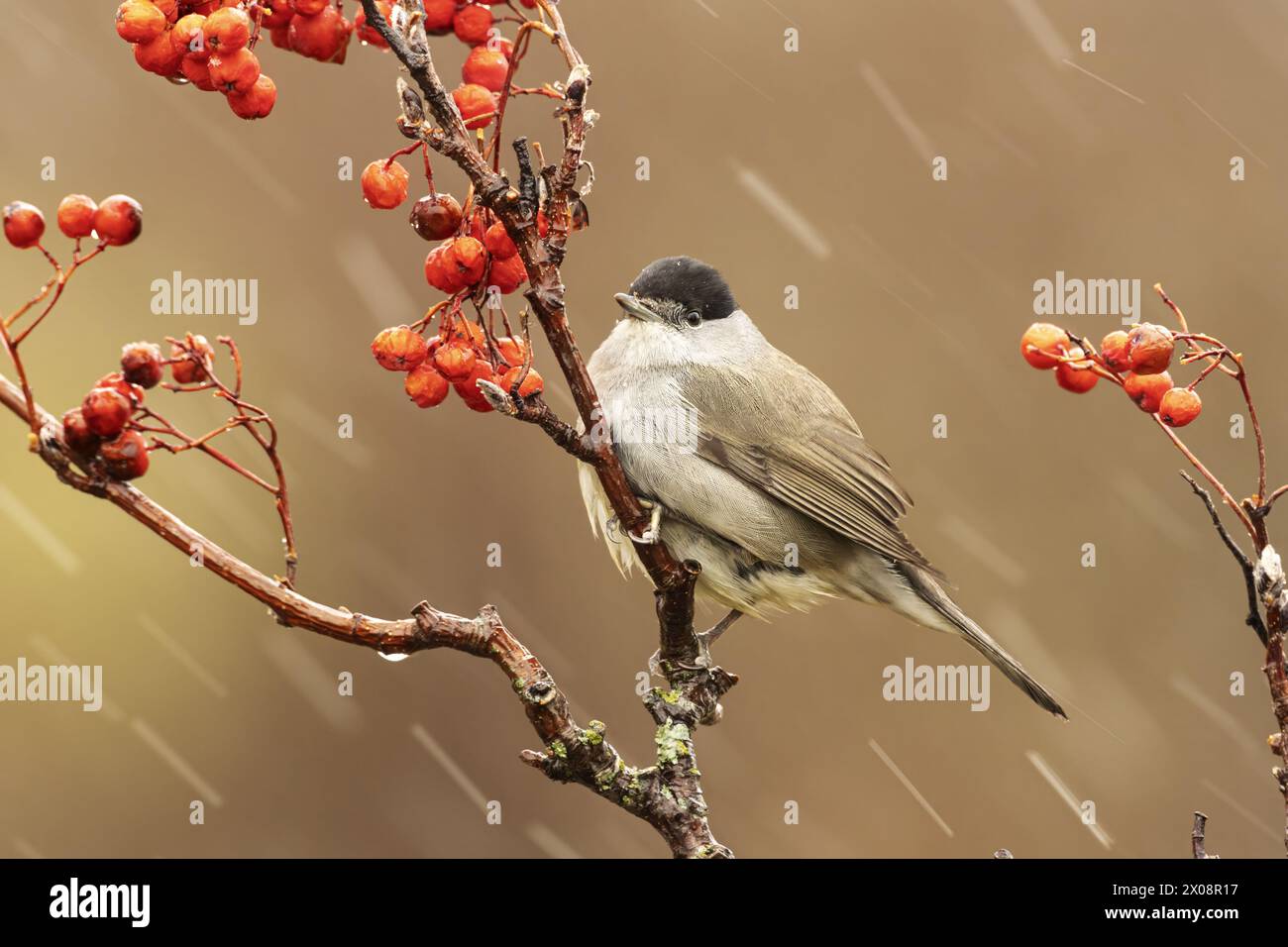 Ein kleiner Vogel thront auf einem beerenreichen Zweig inmitten eines beschaulichen Schneefalls in einer bergigen Region und zeigt die Widerstandsfähigkeit der Natur Stockfoto