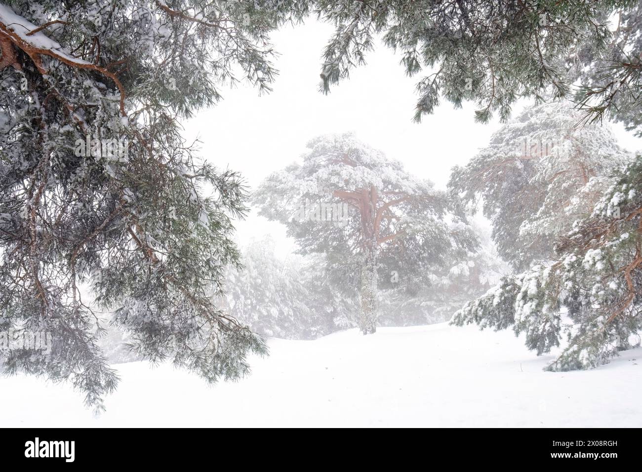 Eine ruhige Szene eines schneebedeckten Waldes mit weißen Bäumen, während ein sanfter Schneefall der ruhigen Landschaft einen magischen Touch verleiht. Stockfoto