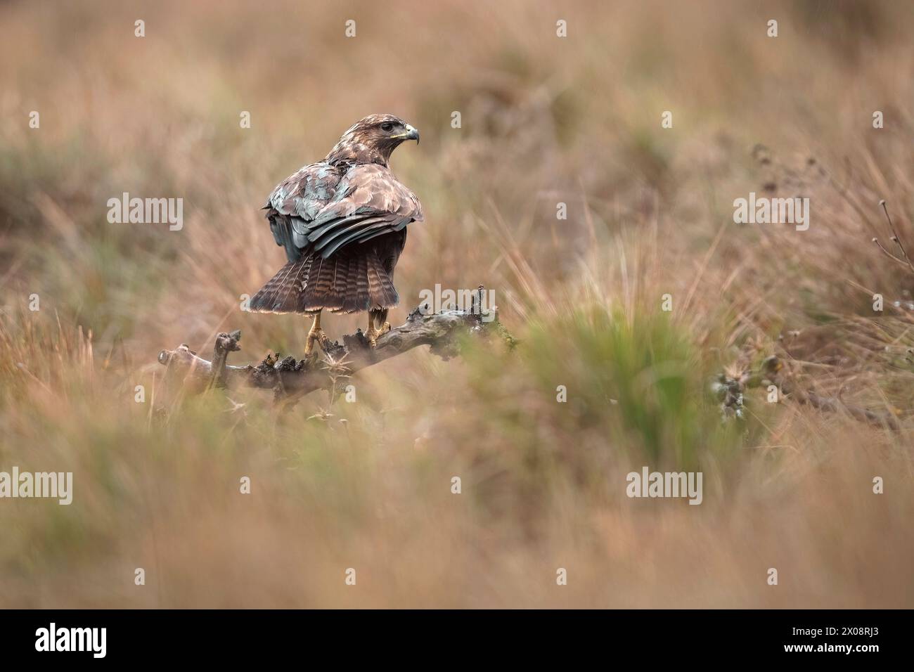 Ein majestätischer Bussard, Buteo buteo, beobachtet seine Umgebung von einem zerklüfteten Zweig inmitten hoher Gräser aus. Stockfoto