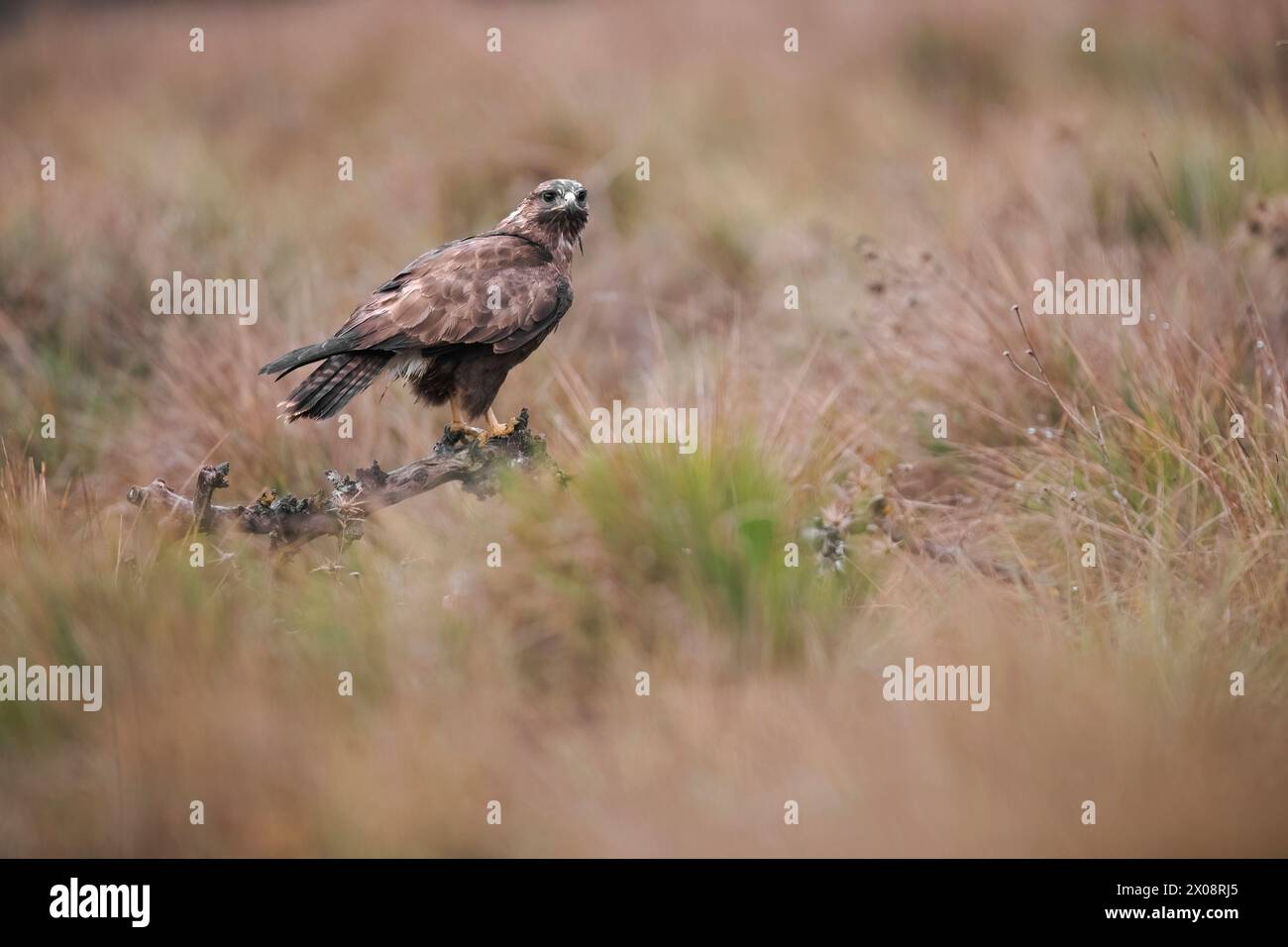 Ein majestätischer Bussard, Buteo buteo, beobachtet seine Umgebung von einem zerklüfteten Zweig inmitten hoher Gräser aus. Stockfoto
