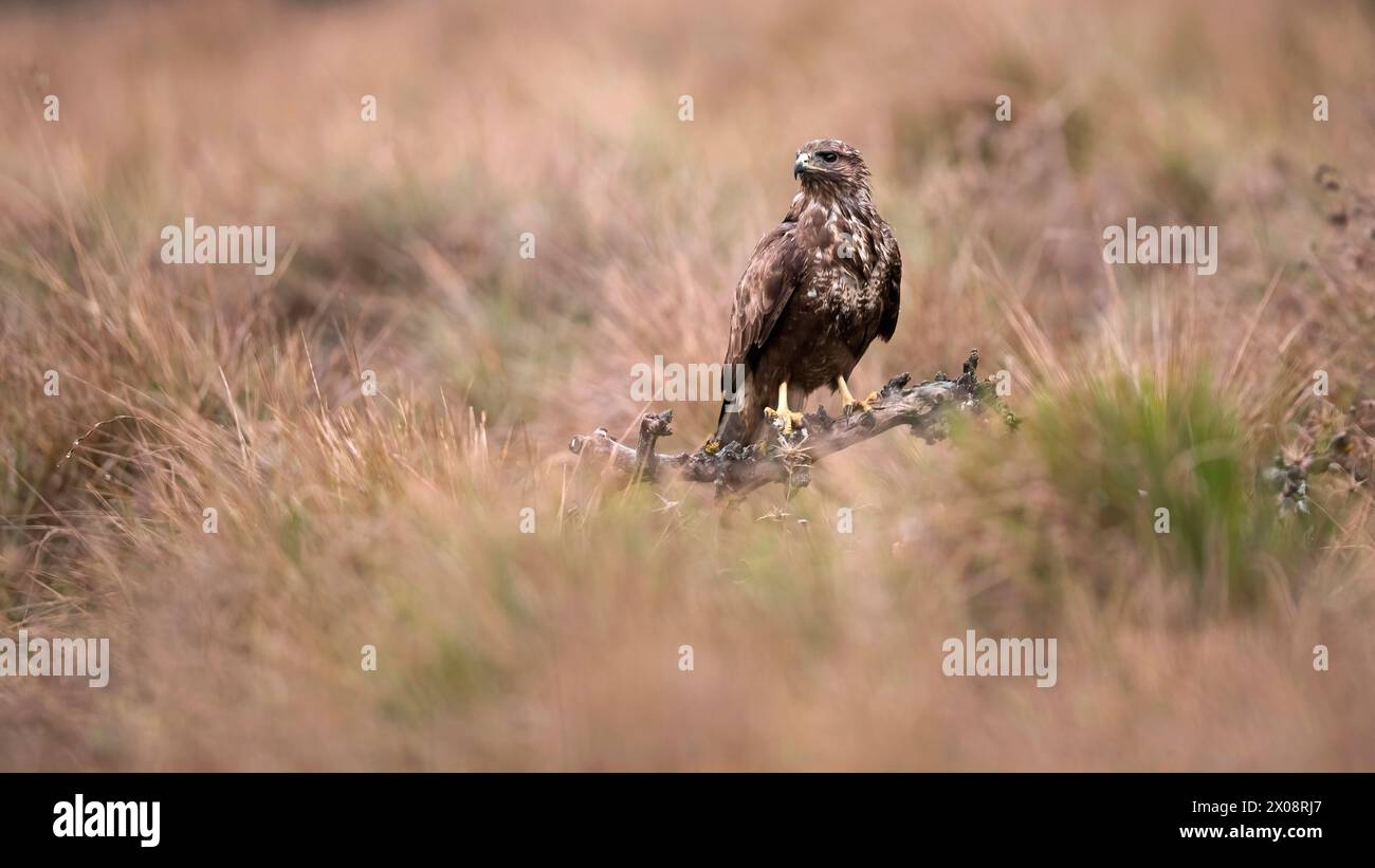 Ein majestätischer Bussard, Buteo buteo, beobachtet seine Umgebung von einem zerklüfteten Zweig inmitten hoher Gräser aus. Stockfoto