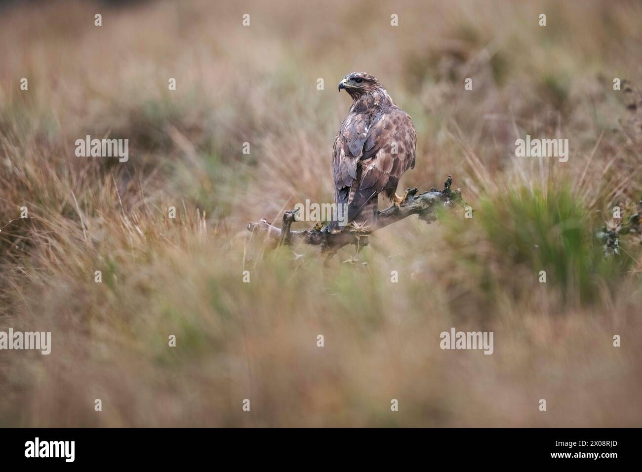 Ein majestätischer Bussard, Buteo buteo, beobachtet seine Umgebung von einem zerklüfteten Zweig inmitten hoher Gräser aus. Stockfoto