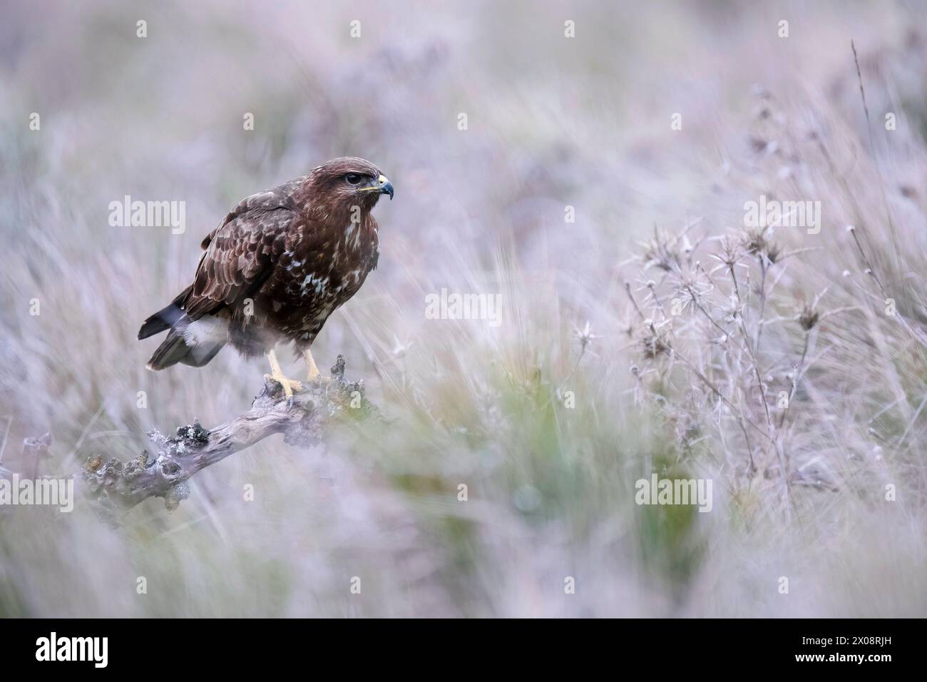 Ein majestätischer Bussard, Buteo buteo, beobachtet seine Umgebung von einem zerklüfteten Zweig inmitten hoher Gräser aus. Stockfoto