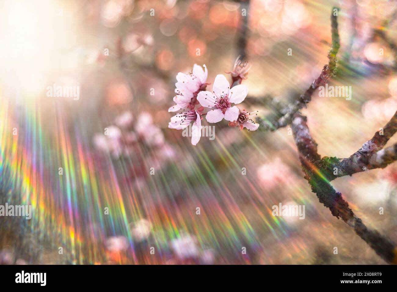 Ruhige Mandelblüten vor einem traumhaften Bokeh-Hintergrund mit Regenbogenprismen. Stockfoto