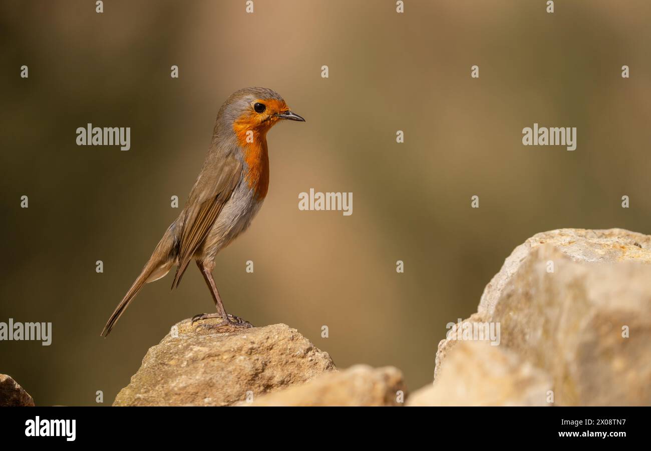 Nahaufnahme einer Blue Rock Thrush, die anmutig auf einer Felsformation thront. Stockfoto