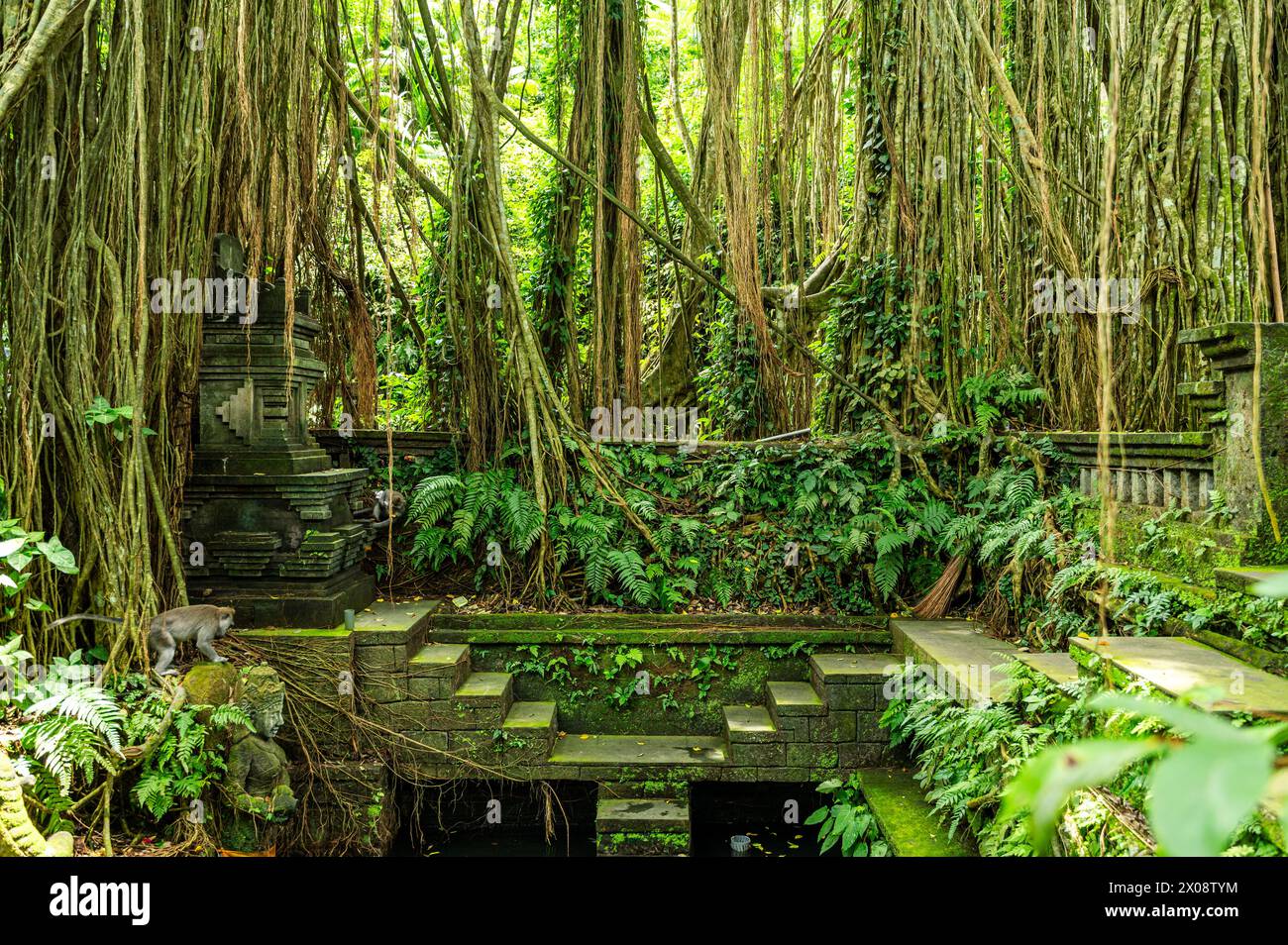 Eine mystische Bali-Dschungelszene mit einem bewachsenen antiken Tempel, hängenden Weinstöcken und einem wilden Affen, der das ruhige Grün erforscht. Stockfoto