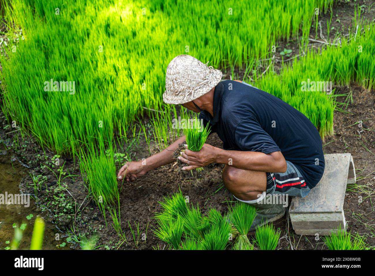 Ein nicht erkennbarer balinesischer Bauer mit Strohhut neigt zu jungen Reispflanzen in den leuchtend grünen Reisfeldern von Bali. Stockfoto