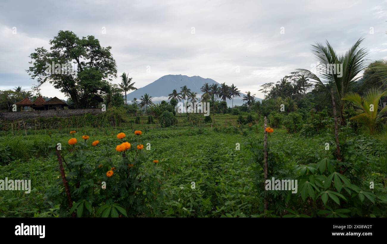 Üppiges Grün und leuchtende Ringelblumen vor dem Hintergrund von Balis majestätischem Mount Agung unter einem bewölkten Himmel Stockfoto