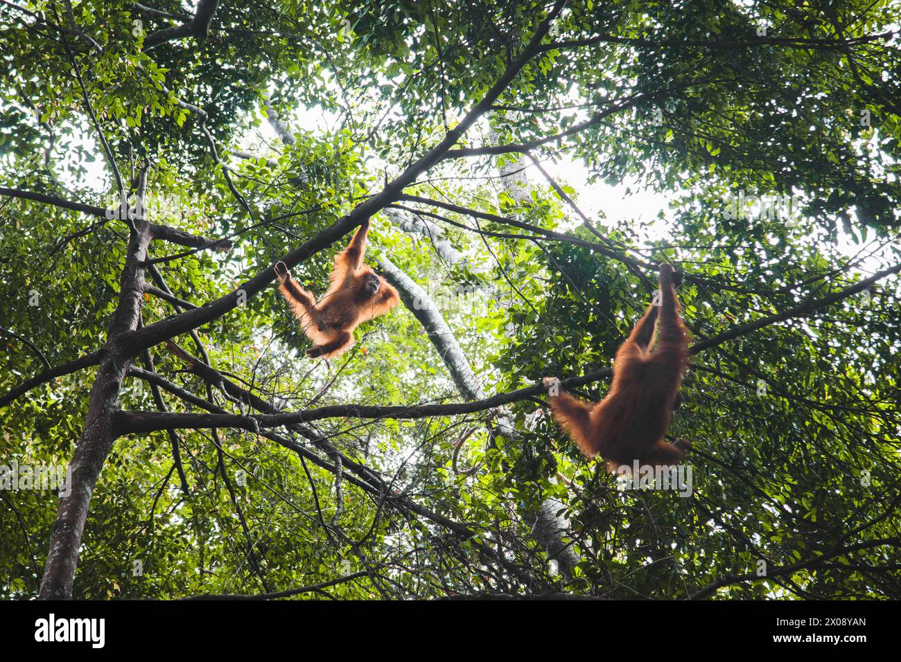 Orang-Utans schwingen anmutig zwischen dem üppigen Grün eines indonesischen Regenwaldes und zeigen die Schönheit der Tierwelt Stockfoto