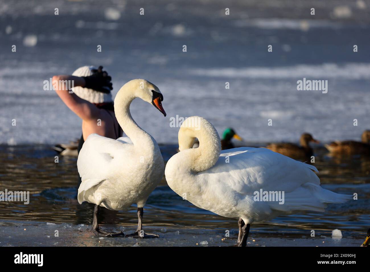 Schwimmen im Winter mit Schwänen in einem eisbedeckten See. Stockfoto