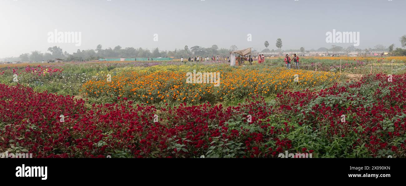 Khirai, Westbengalen, Indien - 23.01.23 : Panorama der Besucher im weiten Feld der gefiederten Cockscomb Blume, Celosia argentea var, im Tal der Blumen. Stockfoto