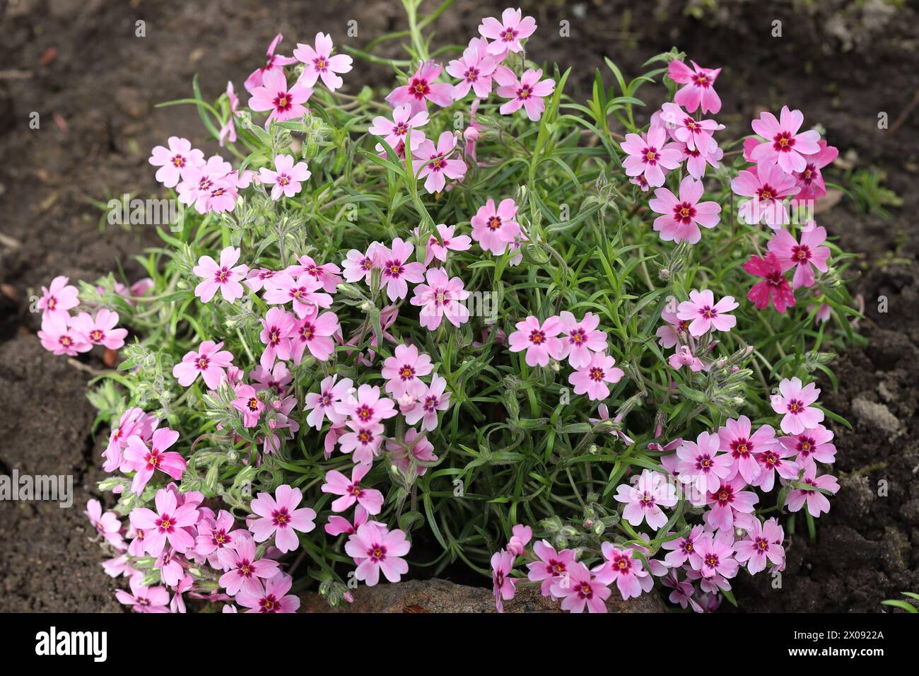 Nahaufnahme der wunderschönen rosa sternförmigen Phlox subulata Blüten in einem Gartenbett mit Blick von oben Stockfoto