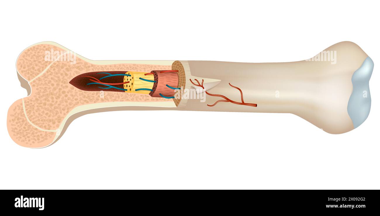 Epiphyseal line kaufen Alamy