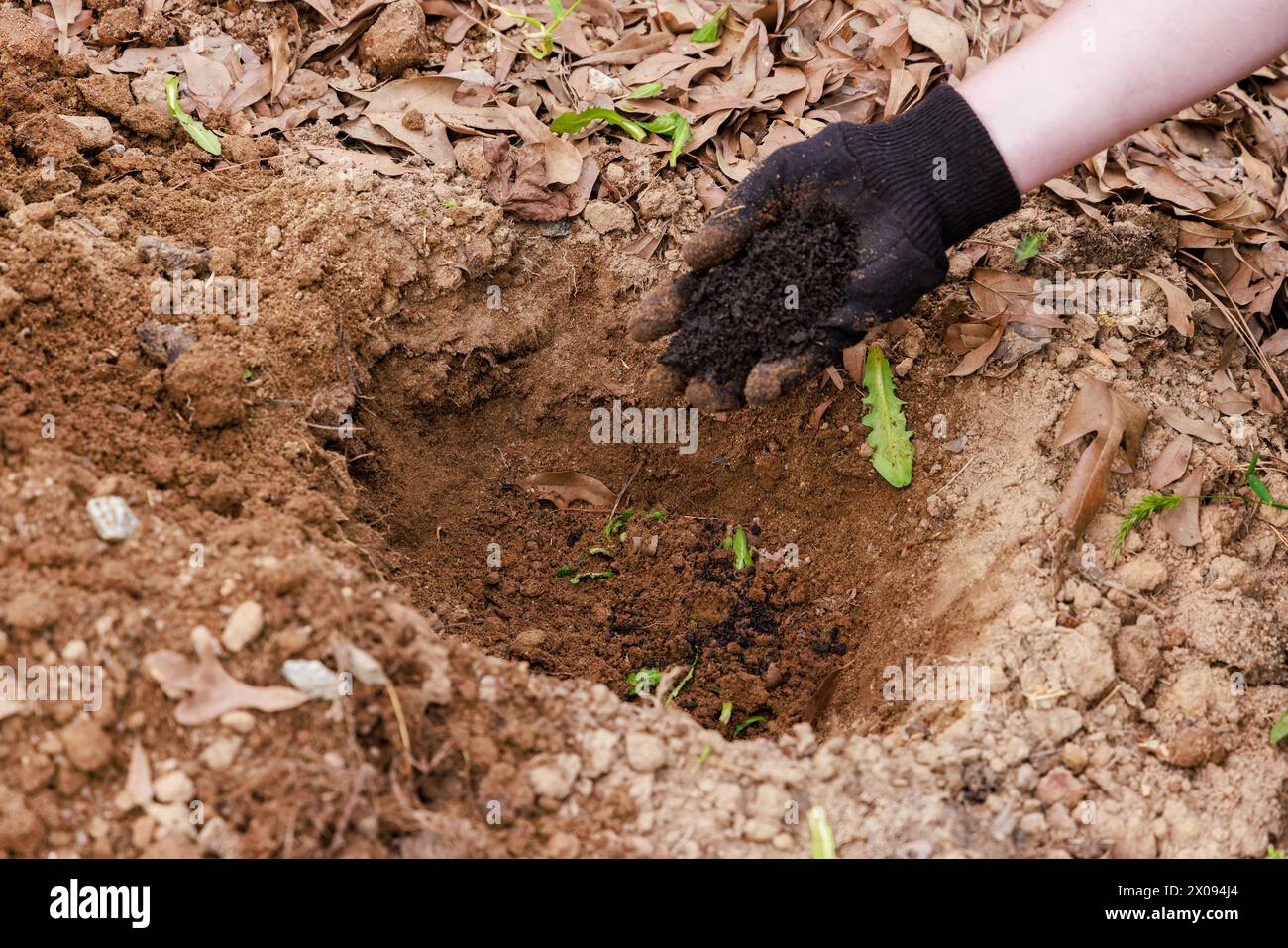 Der Vorgang des Pflanzens von Tomatensetzlingen. Stockfoto
