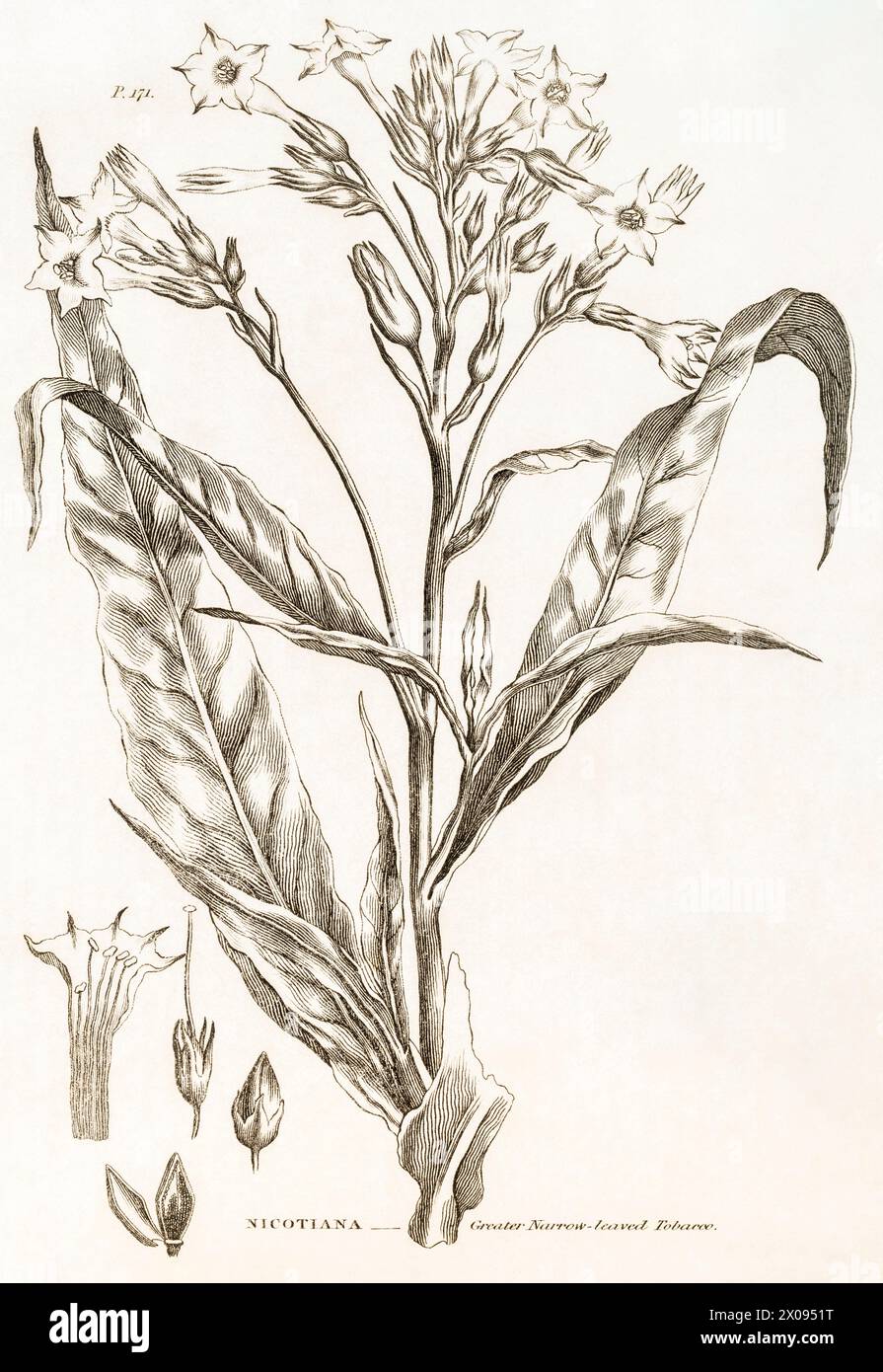 1823, 19. Jahrhundert botanischer Stich / Illustration der Großschmalblättrigen Tabakpflanze (Nicotiana) - verwendet als Heilpflanze. Siehe Hinweise. Stockfoto
