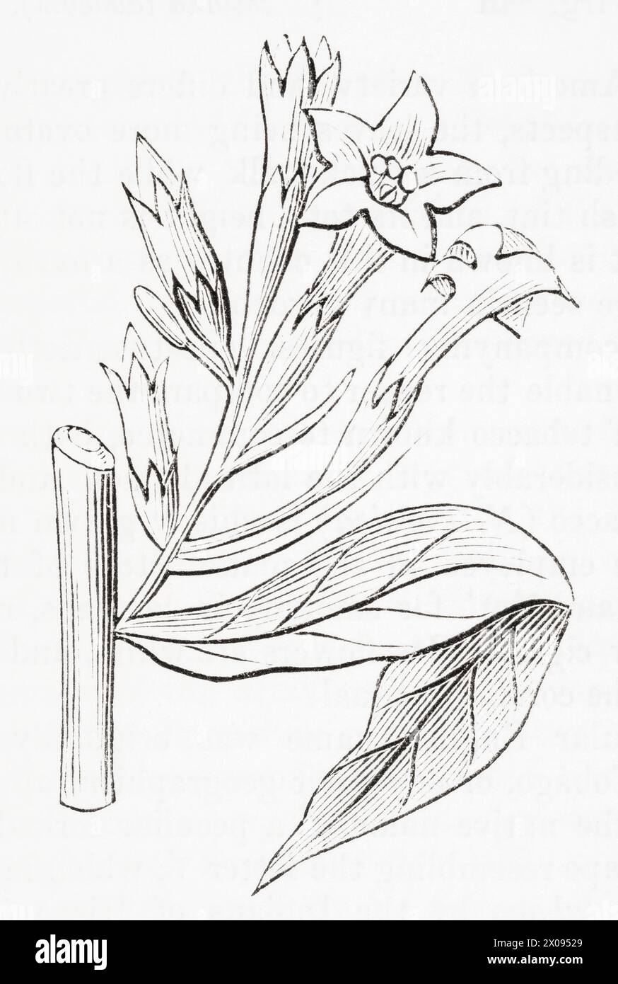 1870er Jahre, 19. Jahrhundert botanischer Stich / Illustration der persischen Tabakpflanze (Nicotiana persica) - verwendet als Heilpflanze. Siehe Hinweise. Stockfoto