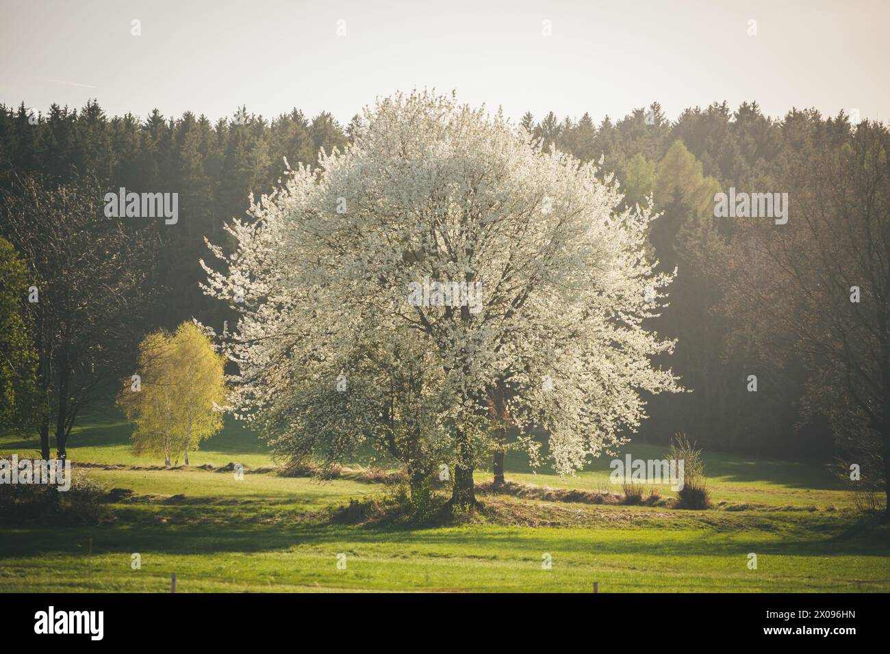 Blühender Baum auf einer Wiese Stockfoto