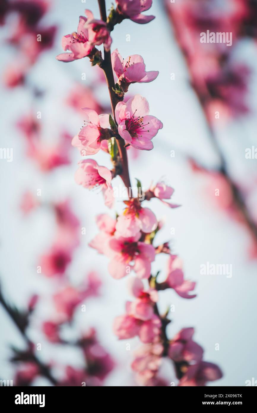 Blühende Aprikose Baum Stockfoto
