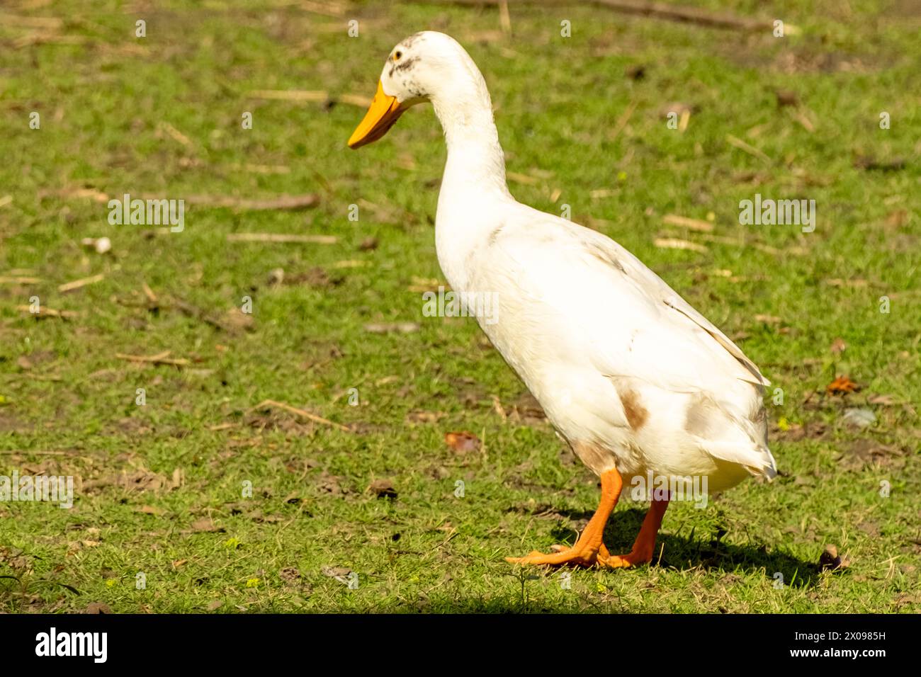 Die indische Running Ente ist in Bewegung Stockfoto