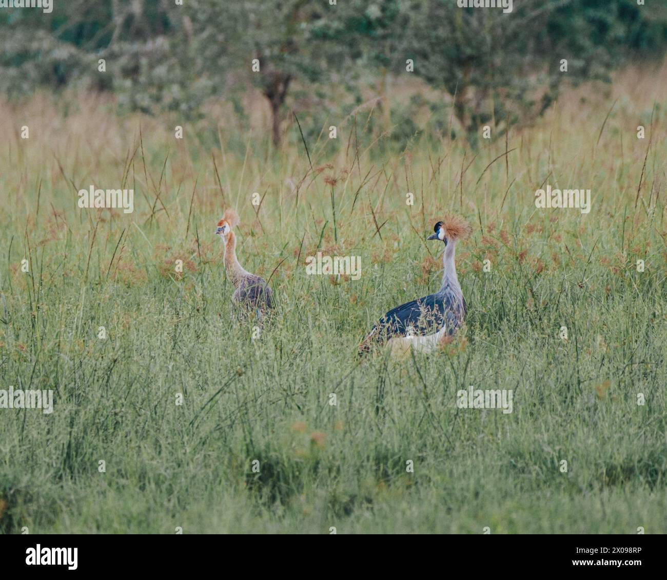 Ugandischer Haubenkran im Mauro-Nationalpark, Nationalvogel von Uganda, Afrika Stockfoto