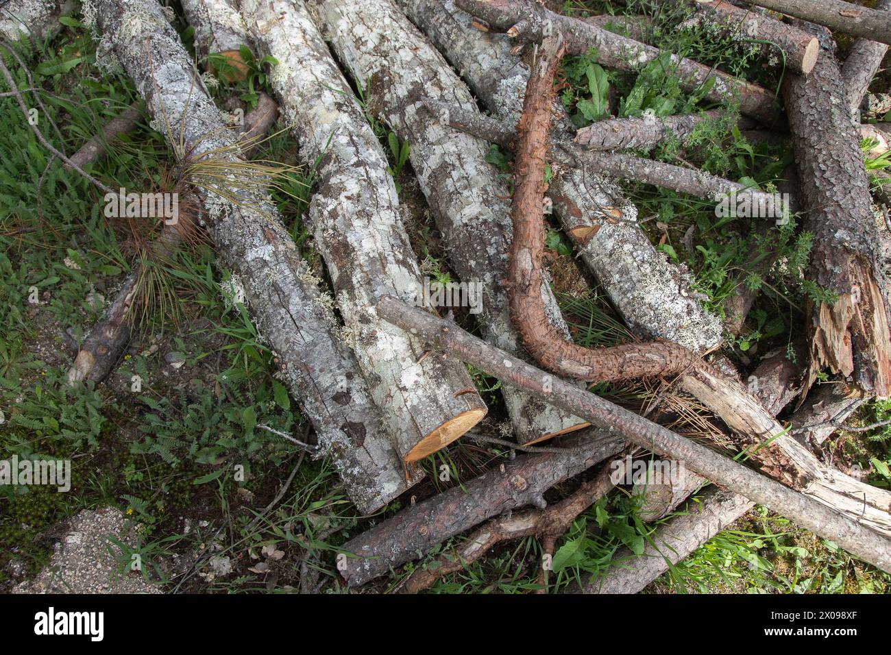 Kiefernstämme, geschnitten und gestapelt, Entwaldung. Reinigung der Wälder, Vorbereitung auf den Winter oder Holz- und Möbelindustrie. Stockfoto