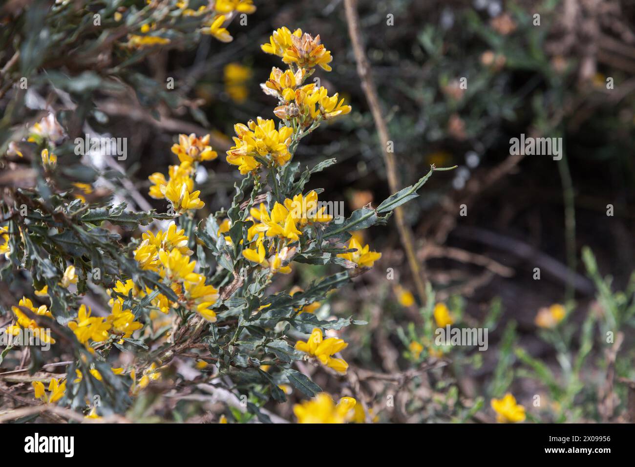 Baccharis trimera oder Genista tridentata, bekannt als Carqueija-Blume, spontane gelbe Blume, die auf der Iberischen Halbinsel aus Ödland verbreitet ist Stockfoto