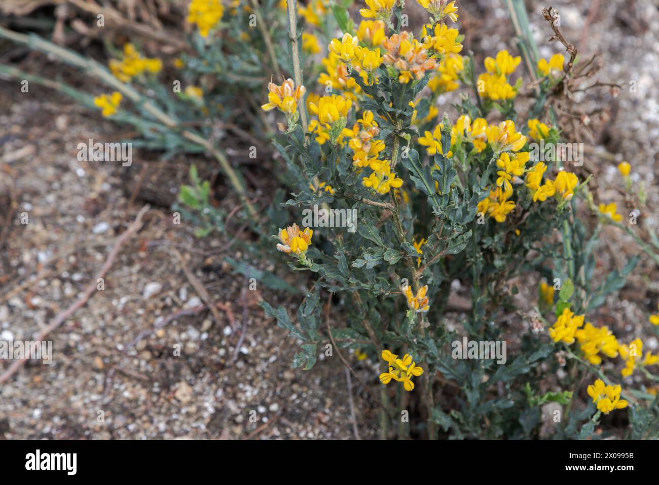 Baccharis trimera oder Genista tridentata, bekannt als Carqueija-Blume, spontane gelbe Blume, die auf der Iberischen Halbinsel aus Ödland verbreitet ist Stockfoto