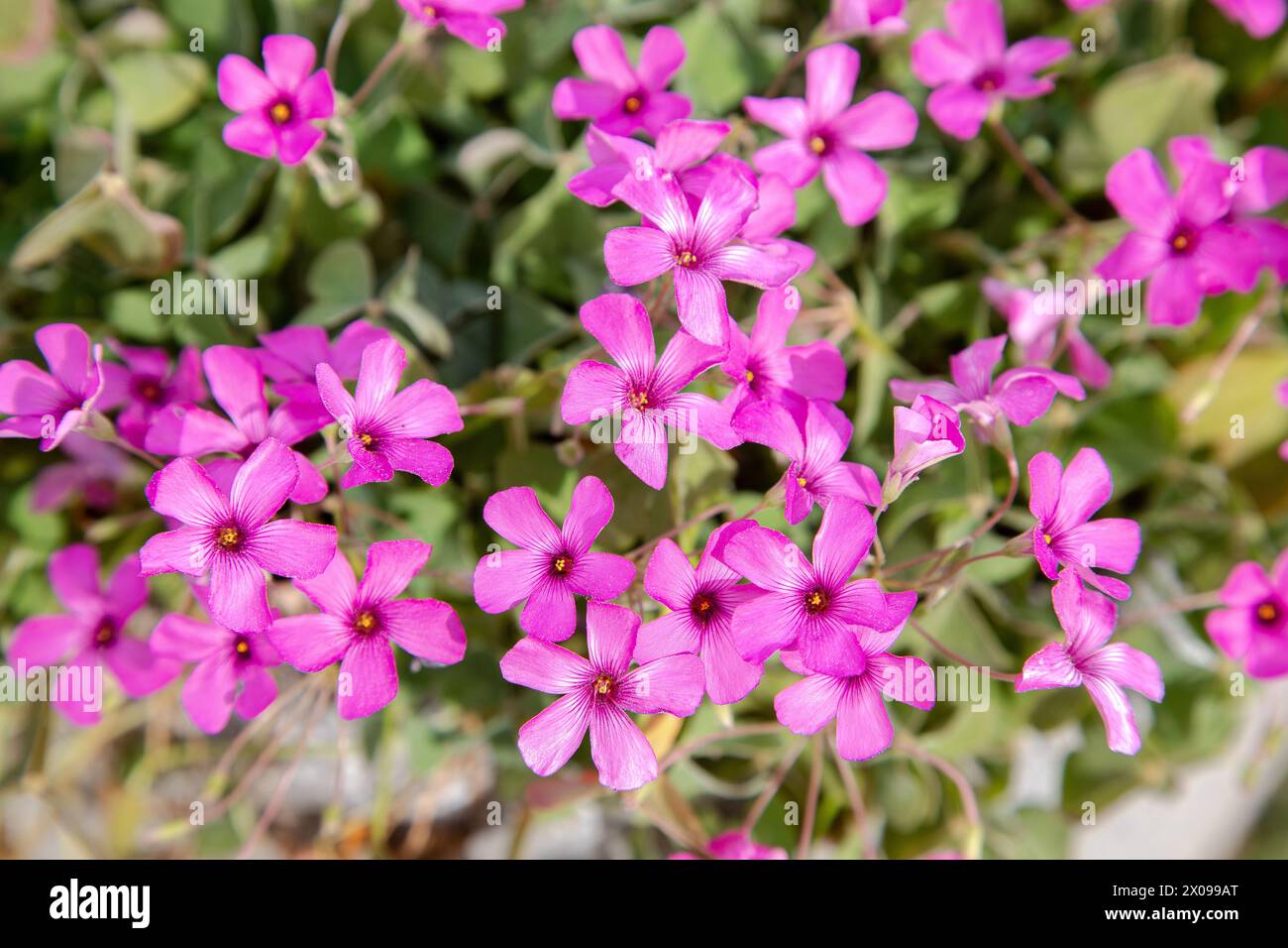 Oxalis articulata oder Rosenklee. Blumiger Hintergrund. Rosa Blumen im Garten. Stockfoto