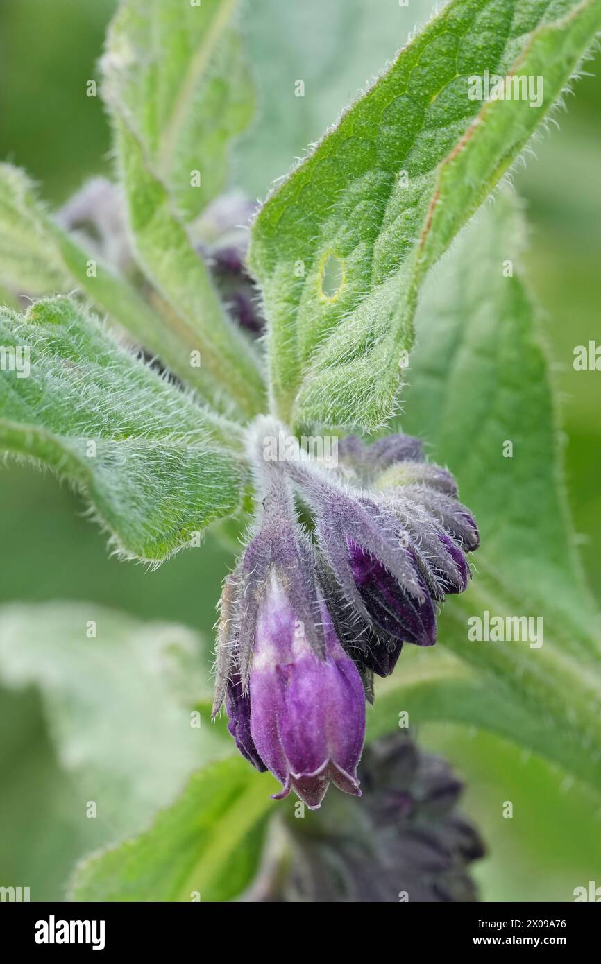 Natürliche vertikale Nahaufnahme der purpurnen Blüten des Gemeinen quäker Beinwell, Symphytum officinale Stockfoto