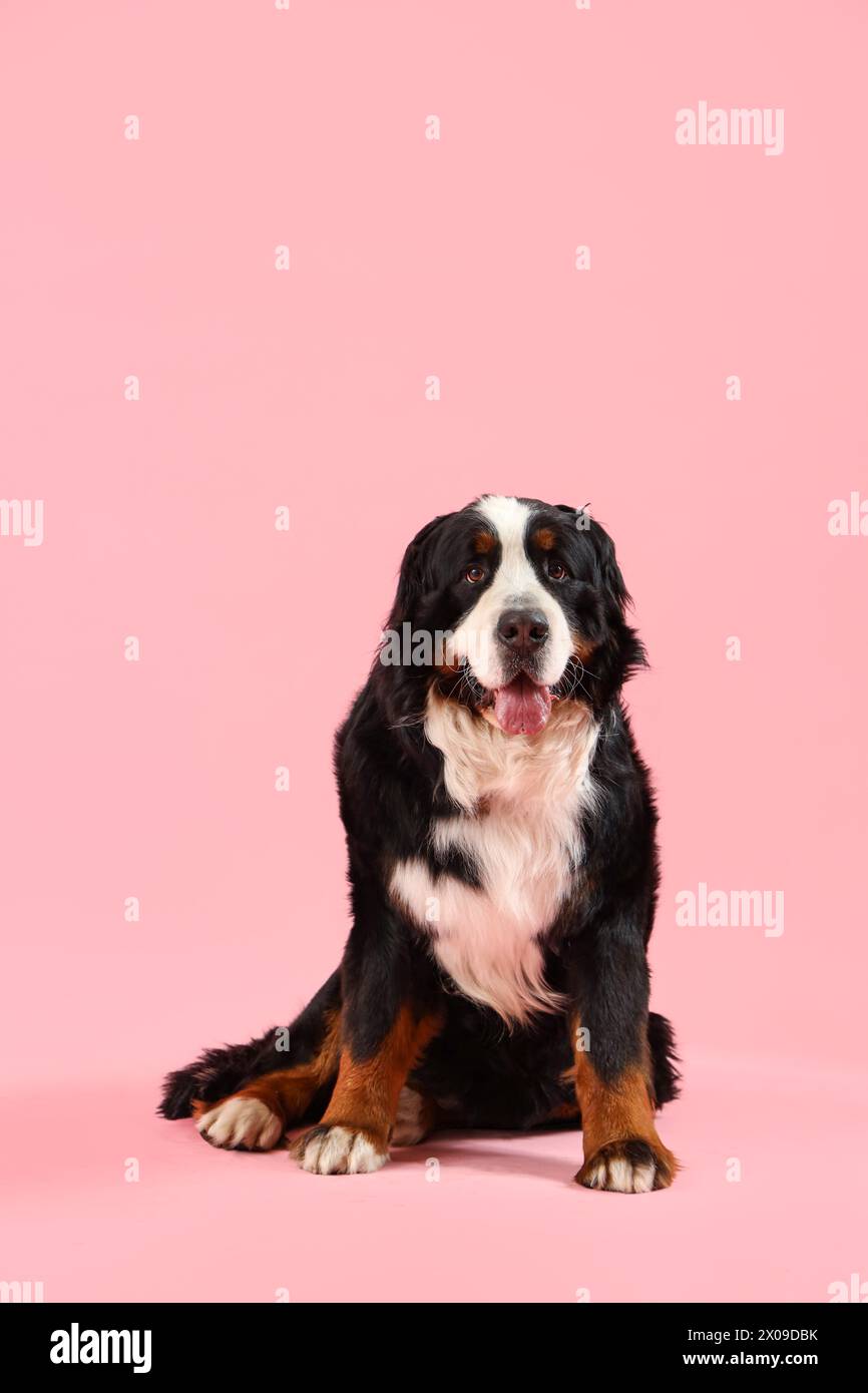 Niedlicher Berner Berner-Berner-Berghund auf rosa Hintergrund Stockfoto