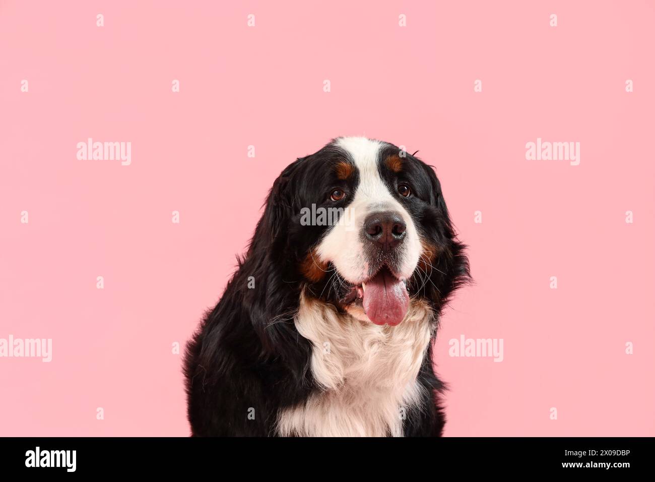 Niedlicher Berner-Berner-Berner auf rosafarbenem Hintergrund, Nahaufnahme Stockfoto