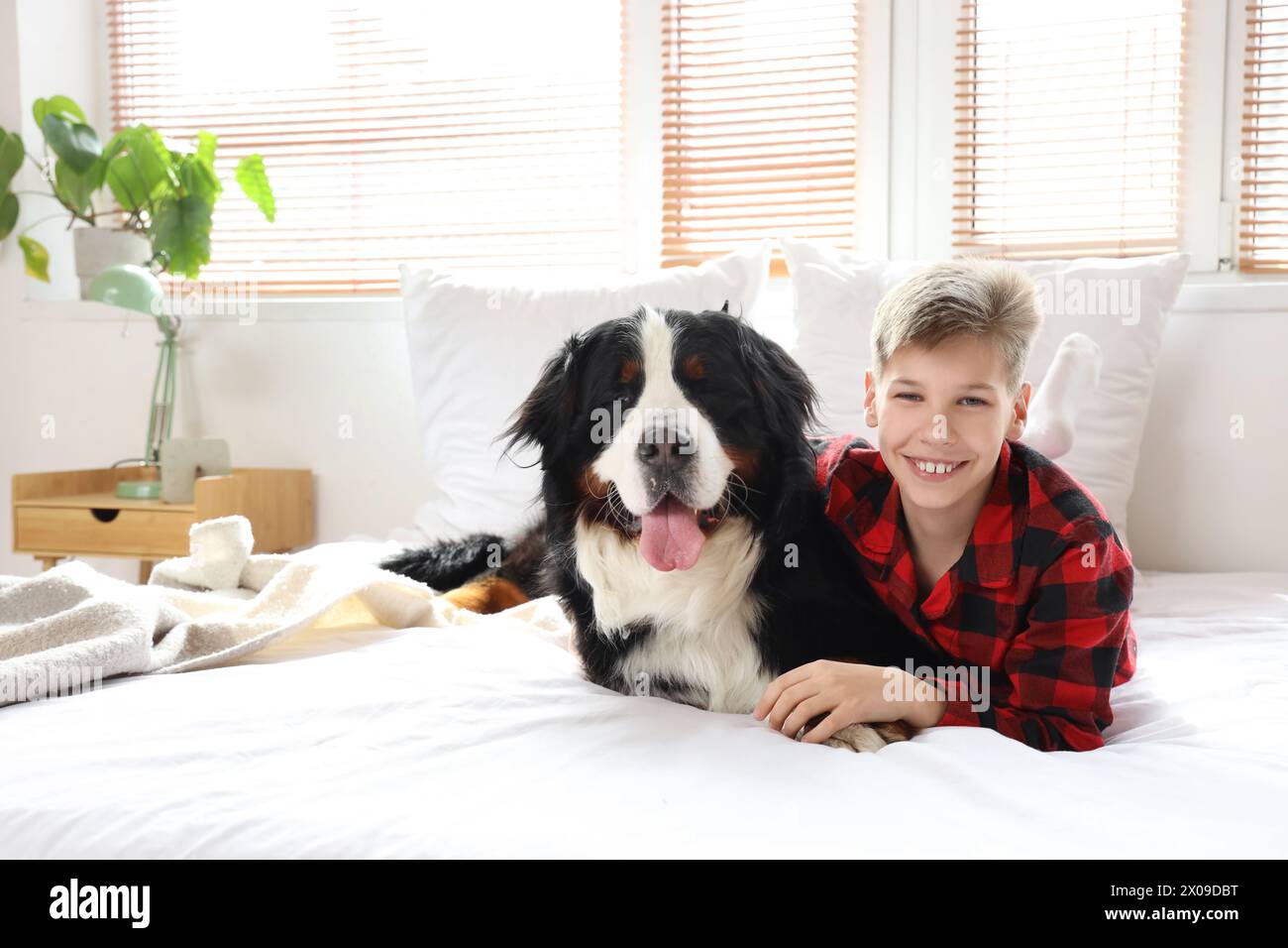 Kleiner Junge mit Berner Berghund, der im Schlafzimmer liegt Stockfoto