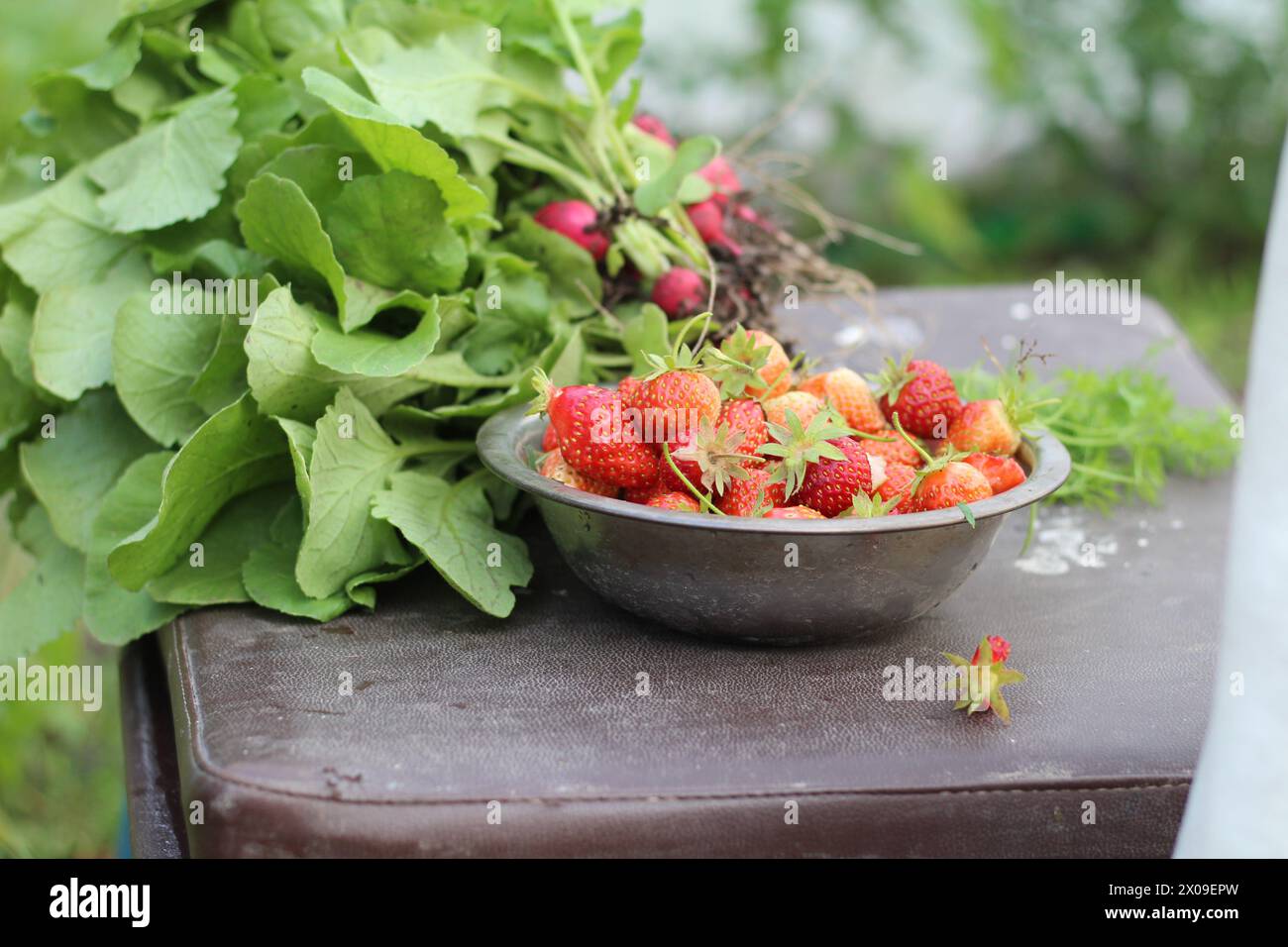 Ernten Sie Erdbeeren und Radieschen im Sommergarten. Die Freude an hausgemachten Produkten und die saisonalen Freuden der Gartenarbeit Stockfoto