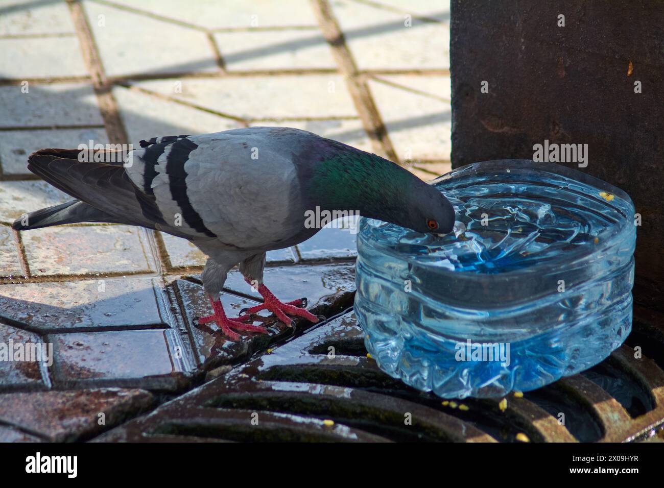 Eine graue Taube mit weißen und schwarzen Details, die Wasser aus einem blauen Behälter trinkt, unter Sonnenlicht, das Schatten erzeugt und die Wellen im W hervorhebt Stockfoto