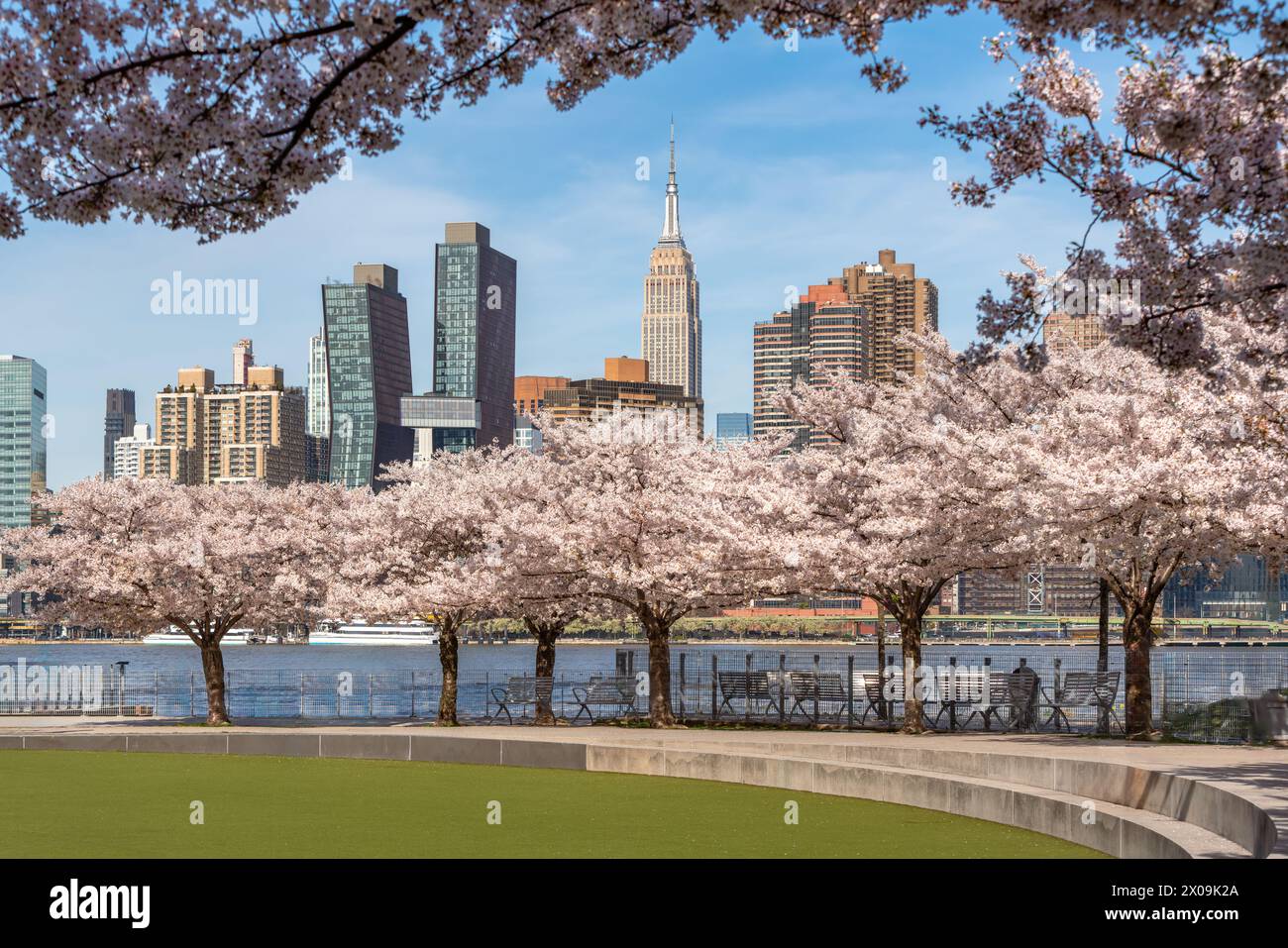 Frühling im Long Island City Hunter's Point South Park. Blühende Kirschbäume, East River und Manhattan Wolkenkratzer aus Queens, New York City Stockfoto