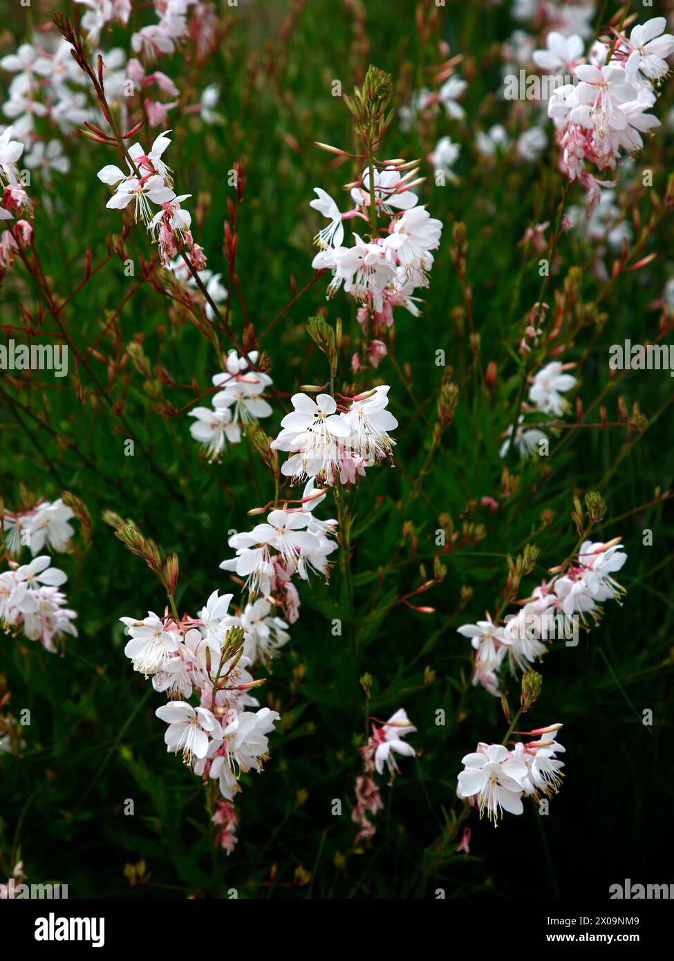 Nahaufnahme der weiß-rosa Blüten der mehrjährigen Gartenpflanze Gaura lindheimeri wirbelnde Schmetterlinge. Stockfoto