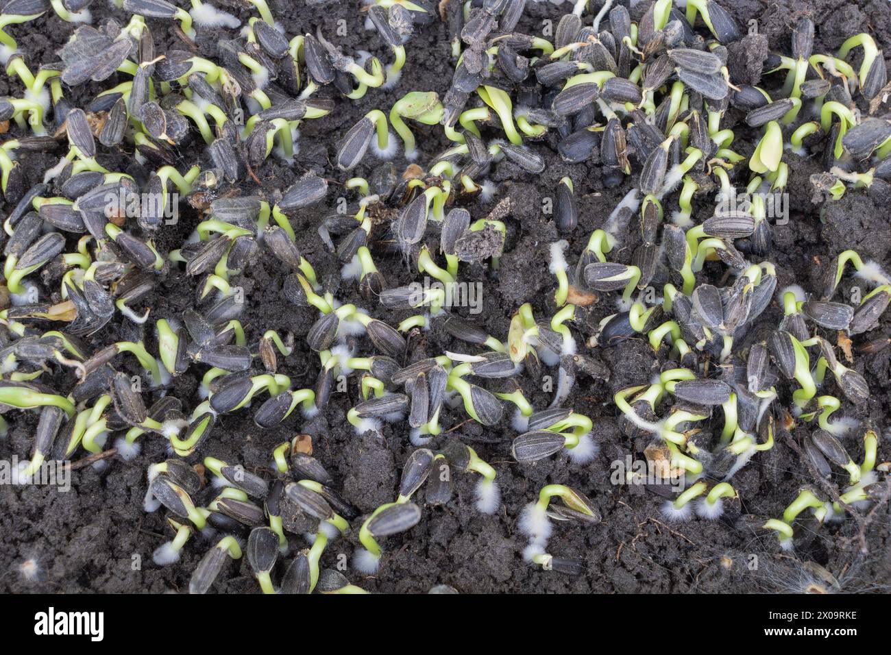 Blick von oben auf Sonnenblumenkerne, die im Boden sprießen, mit grünen Setzlingen, die aus schwarzem Boden herausragen Stockfoto