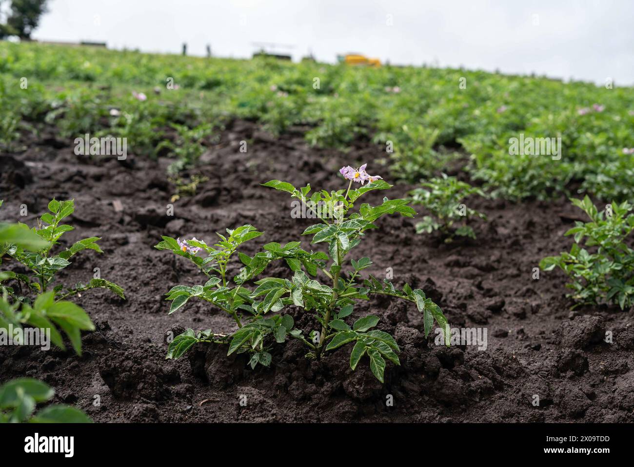 Nakuru, Kenia. April 2024. Kartoffelanbau auf der Farm in Mau Narok, Nakuru County. Extreme Wetterverhältnisse aufgrund von Klimaveränderungen beeinflussen den Kartoffelanbau. (Credit Image: © James Wakibia/SOPA Images via ZUMA Press Wire) NUR REDAKTIONELLE VERWENDUNG! Nicht für kommerzielle ZWECKE! Stockfoto