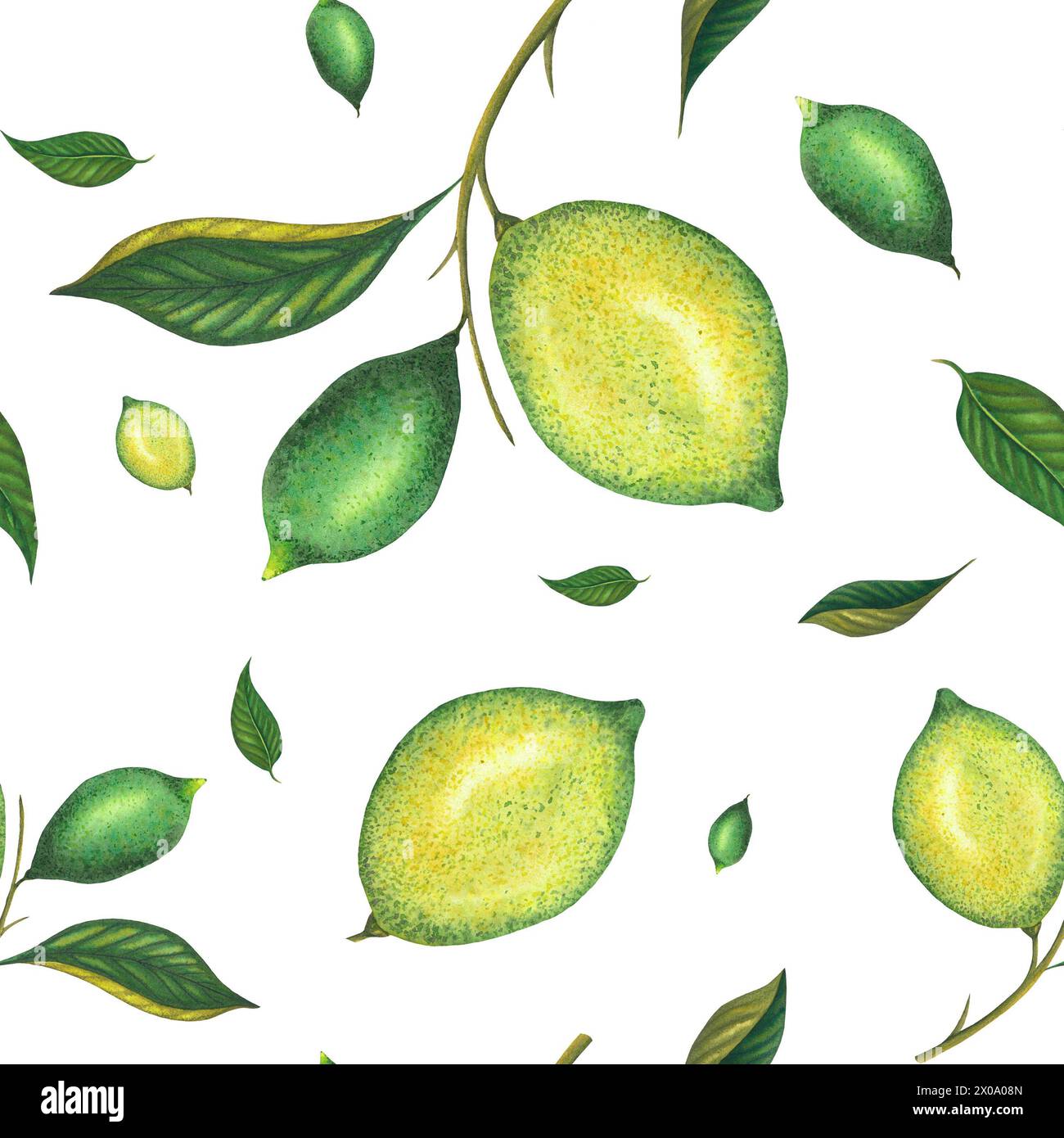 Aquarell nahtloses Limettenmuster mit grünen Zitronen und Limettenzweig mit Blättern. Handgemalte gelbe Früchte isoliert auf weißem Hintergrund. Frische Zitrusfrüchte Stockfoto