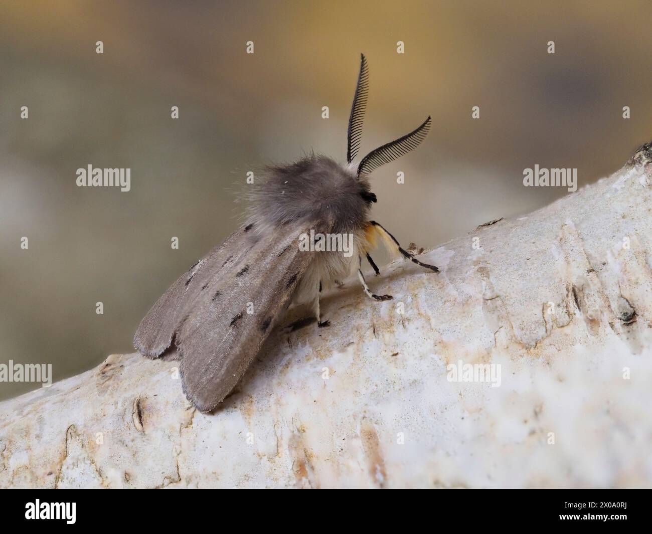 Eine Muslin-Motte, Diaphora mendica, die auf einem silbernen Birkenzweig ruht. Stockfoto