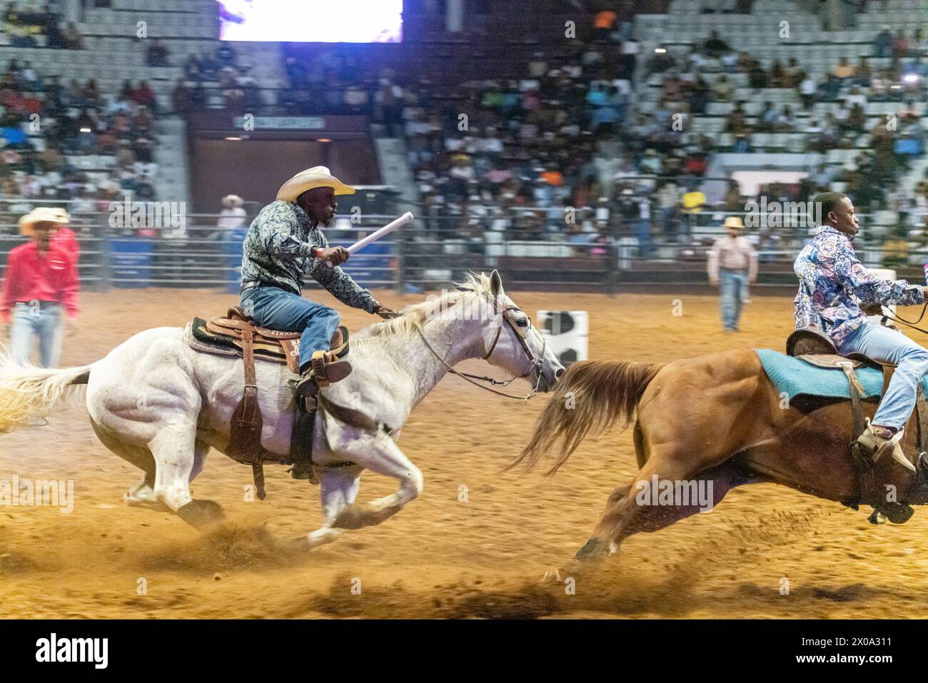 Little Rock, Arkansas, USA. April 2024. MARCUS VERSUS tritt in der Acht-Mann-Staffel-Mannschaft während der zweiten jährlichen Niederlage des Beast Rodeo im Barton Coliseum in Little Rock, Arkansas gegen auch in der Ranch Bronc-Veranstaltung war der Bill Picket Invitational Rodeo Ranch Bronc Champion 2023. Versus wird am zweiten Wochenende im April und während der gesamten Saison bis zur Meisterschaft Ende September in Washington DC (Credit Image: © Brian Branch Price/ZUMA Press Wire) am ausverkauften Bill Pickett Rodeo in Memphis, Tennessee, teilnehmen. Nicht für kommerzielle ZWECKE! Stockfoto