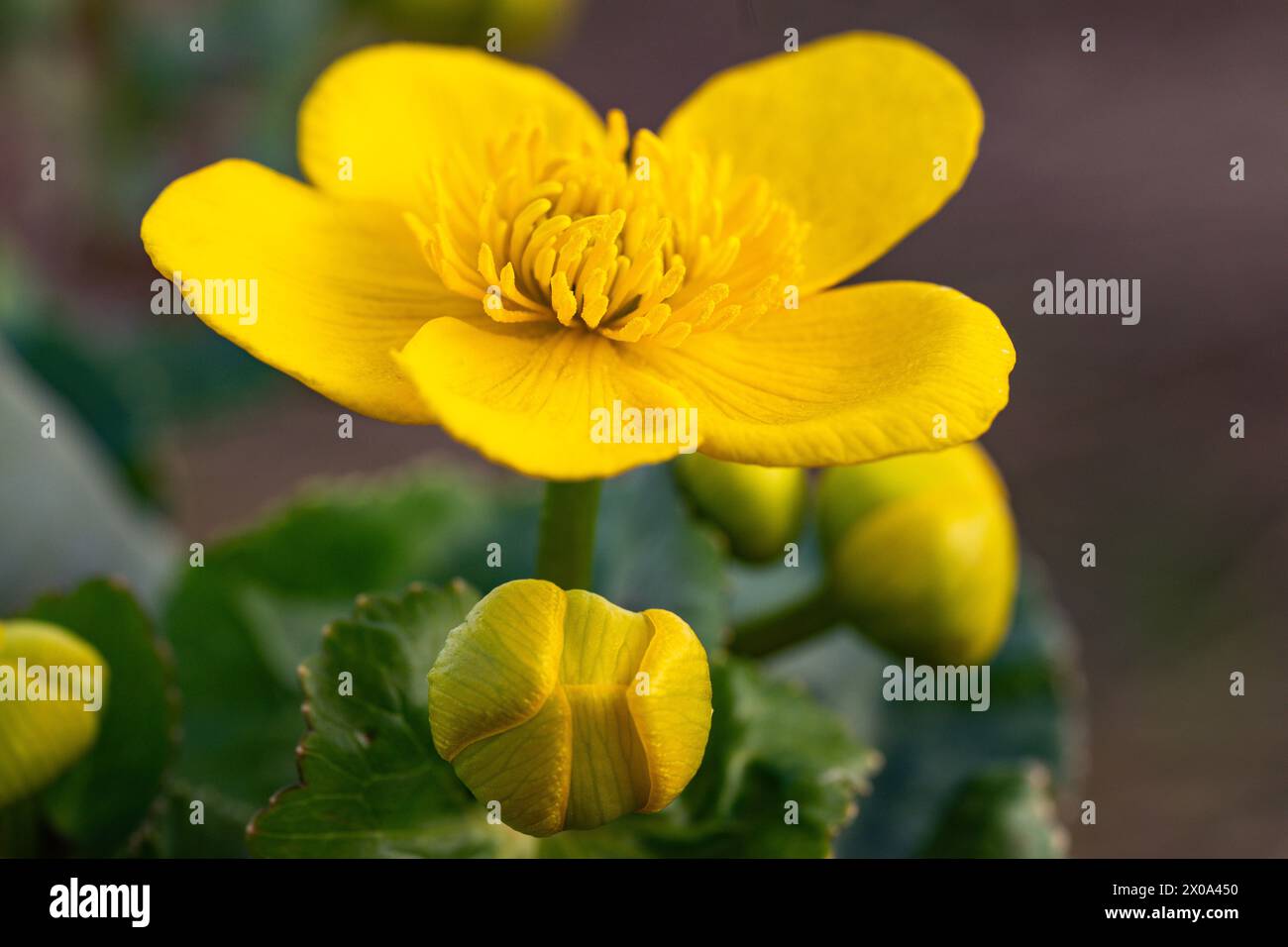 Marsh Marigold (Caltha palustris) in Flower, Ury Riverside Park, Inverurie, Aberdeenshire, Schottland, UK Stockfoto