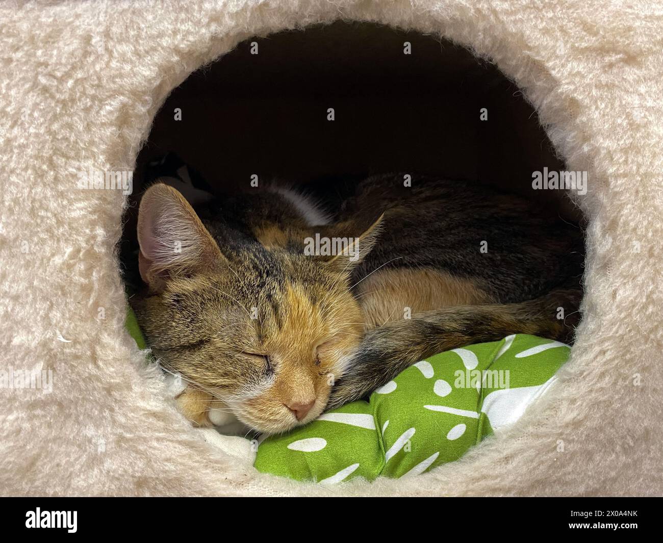 Die Katze schläft in ihrem Haus, Nahaufnahme. Das Konzept der Tierausruhen, angenehmer Lebensstil, Mittagsschlaf am Tag Stockfoto