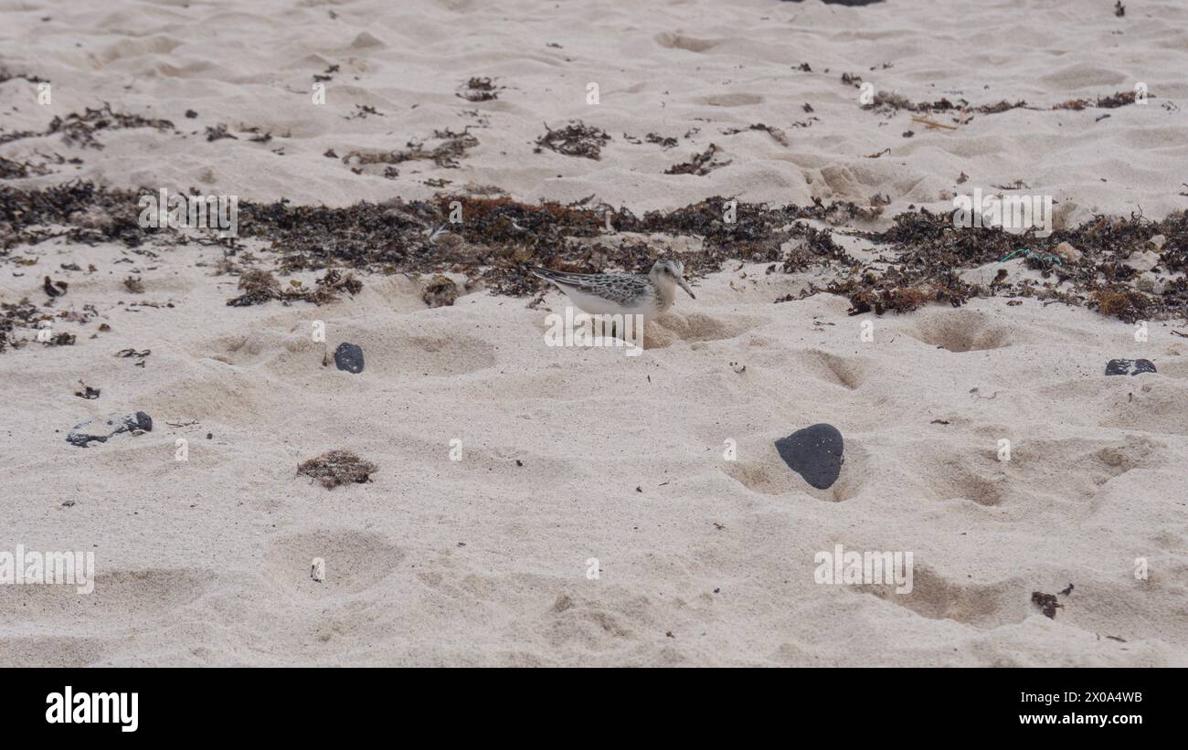 Getarnter Vogel am ruhigen Strand Stockfoto