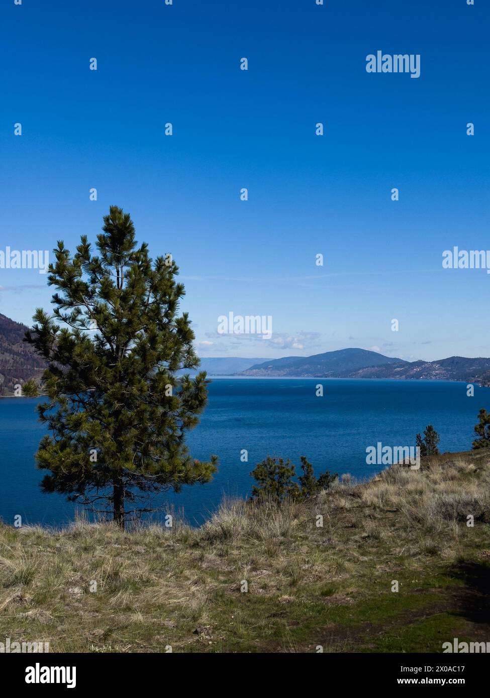 Kiefer auf einem Hügel mit blauem Okanagan Lake unten in der Ferne und blauem Himmel Stockfoto