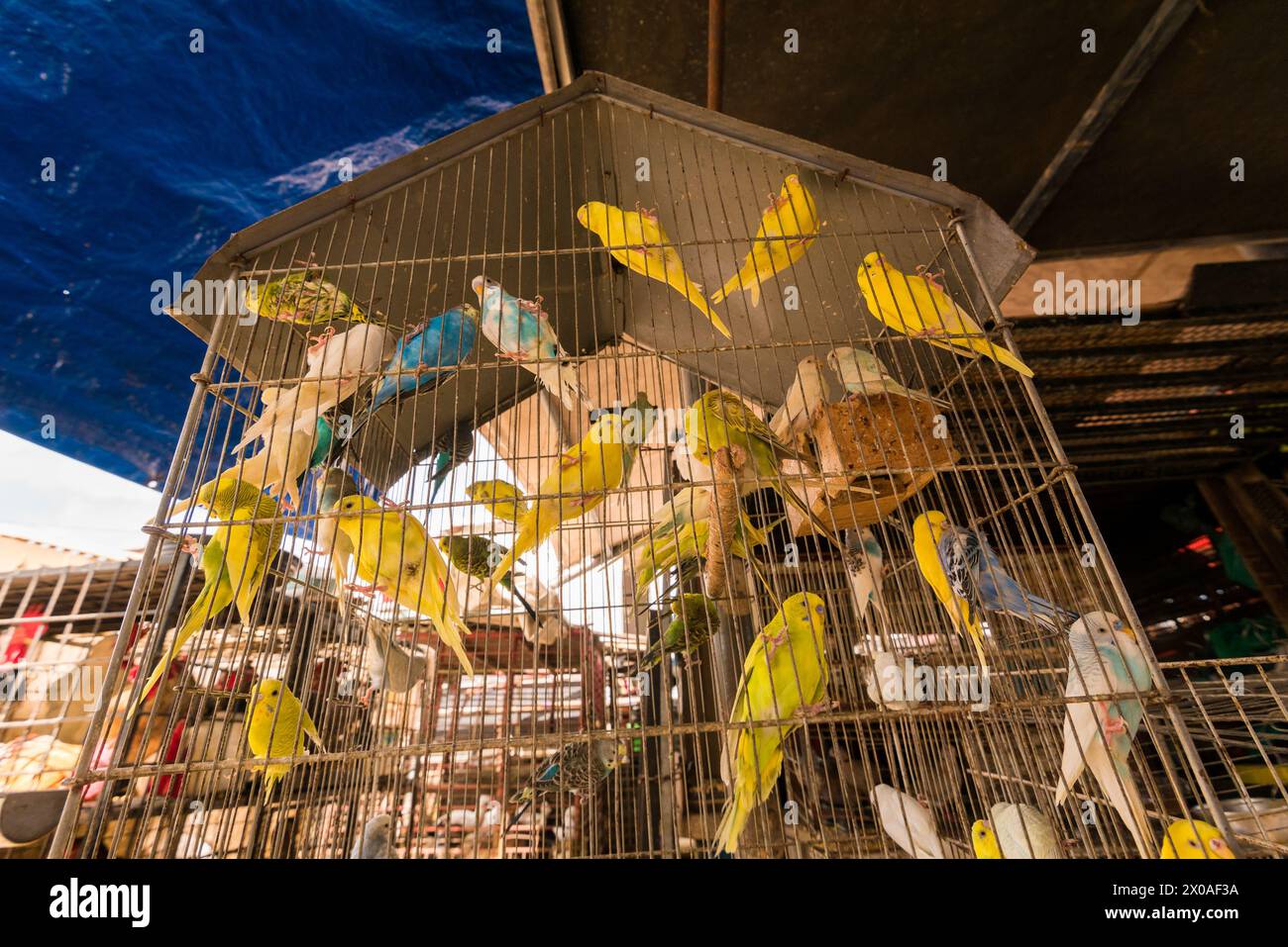Meist gelbe Vögel im Käfig auf dem Ver o Peso Markt in Belem City in Brasilien Stockfoto