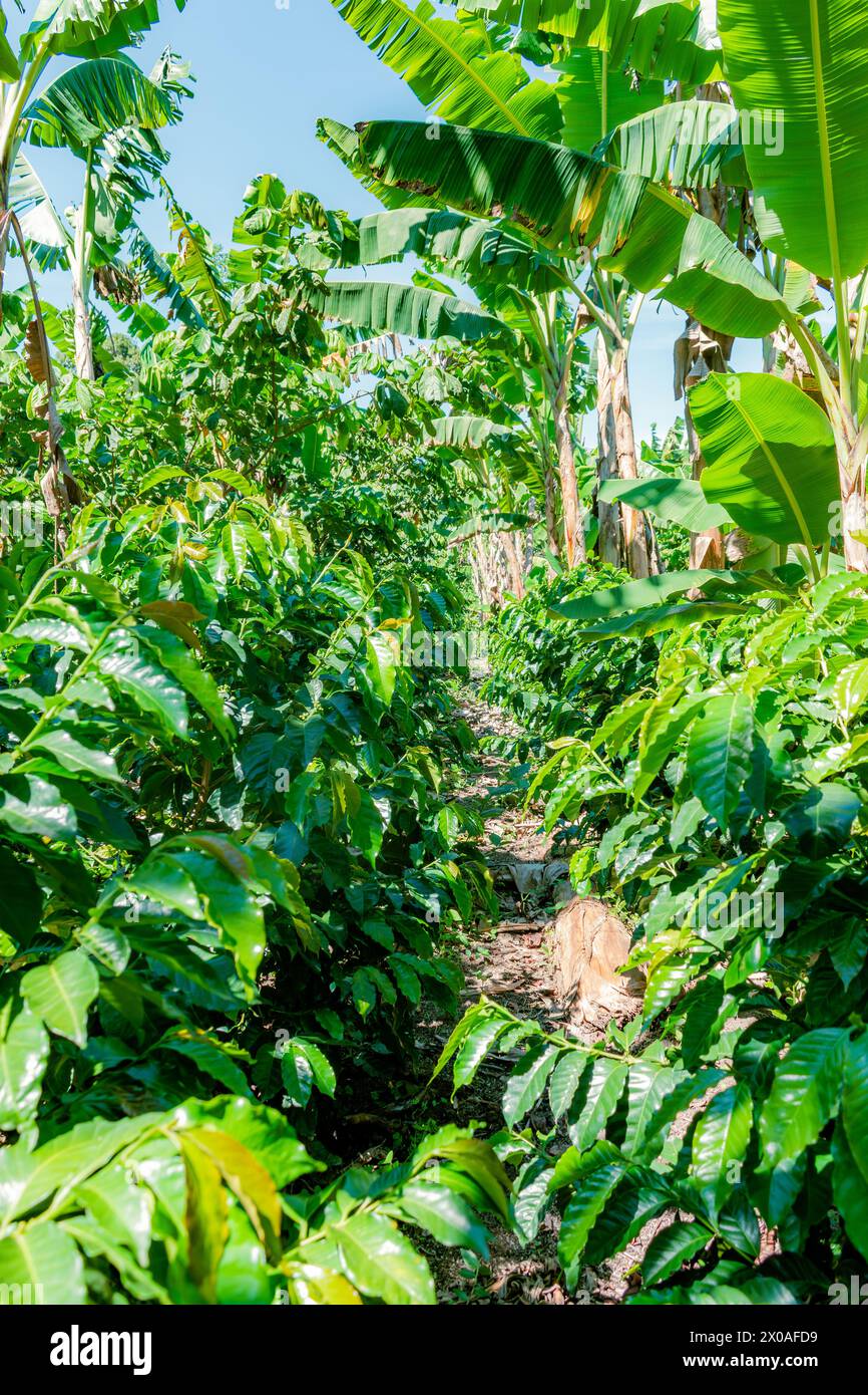 Allgemeine Sicht auf eine Kaffee- und Bananenplantage im Bergregion Kolumbiens Stockfoto